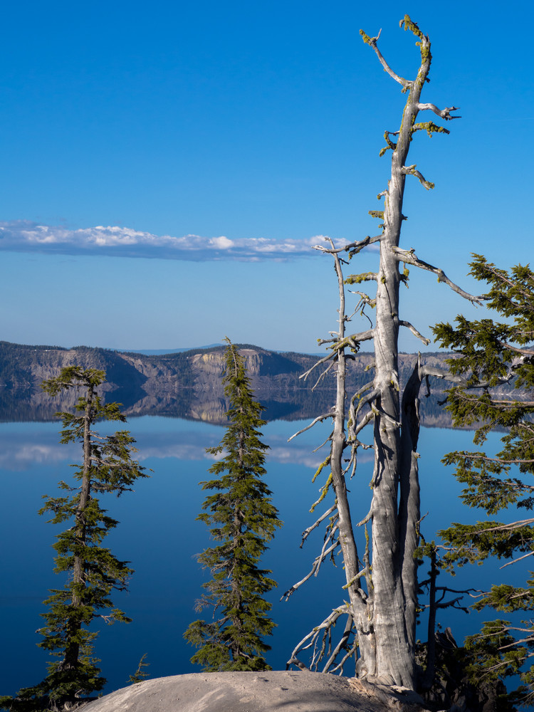 Tree at Crater Lake