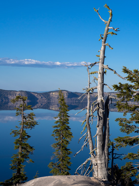Tree at Crater Lake