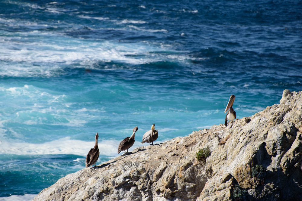 Birds at Point Lobos Bird Island