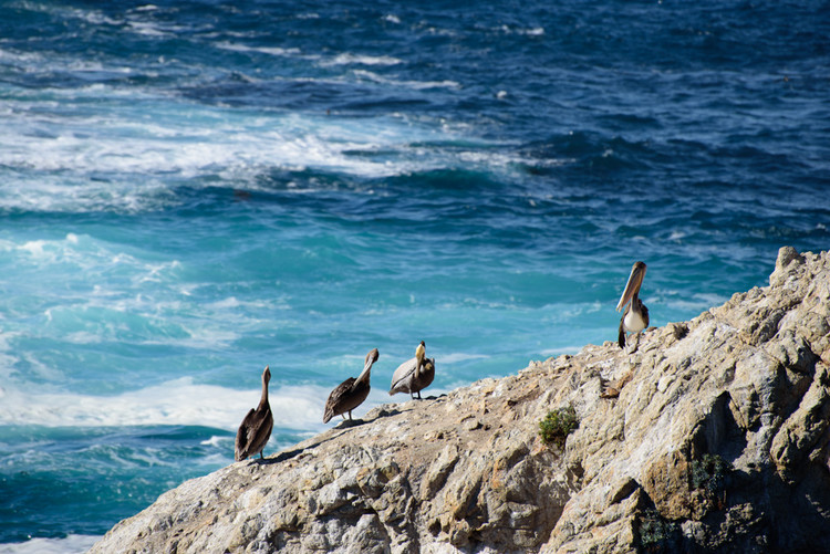 Birds at Point Lobos Bird Island