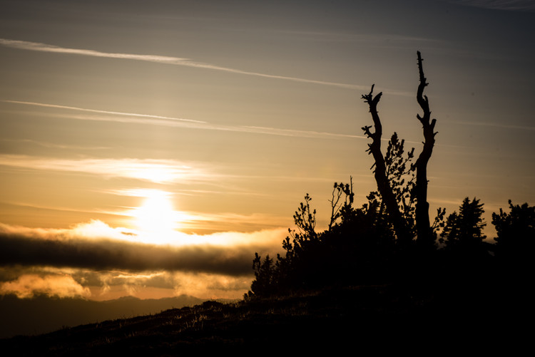 Sunset and tree silhouette at Crater Lake National Park